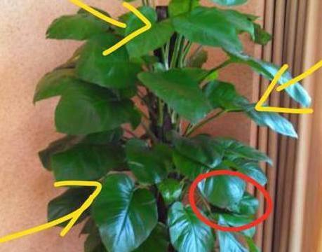 家里再穷也要在这些地方摆上植物,方能扭转运势,越住越富裕!