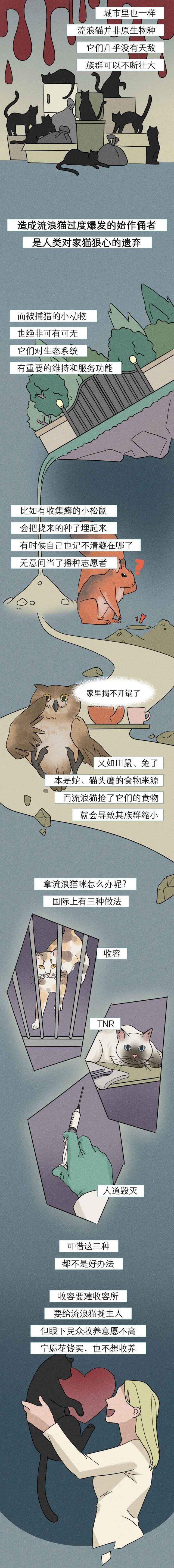 |流浪猫是如何成为“入侵物种”的？一组漫画科普，可别小瞧它们！