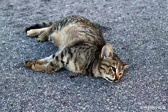 为什么感觉路上撞到的猫的数量要比狗多?