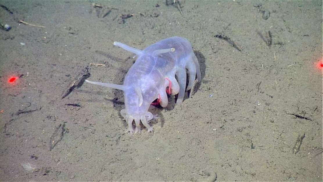 奇怪的生物——海猪