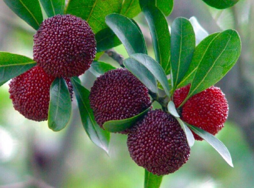 温州|茶山丁岙杨梅：“红盘绿蒂”酸甜多汁，满满的“初恋”味道