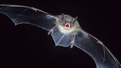 蝙蝠身上全是毒素，要是飞进家里要不要打死？