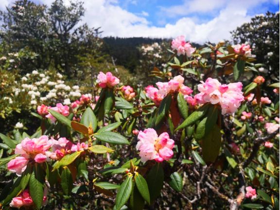 香格里拉|香格里拉大四赏花地，秋天仅剩一处绝美