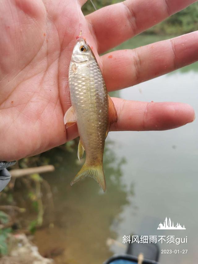 |北风呼啸寒风凛冽，通杀腥助我通杀小杂鱼