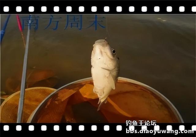 饵料|雨水节气春风劲，沙河一行爽拉鲫