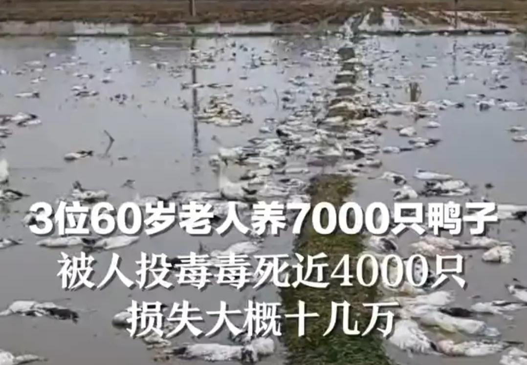 六旬老人,近4000只鸭子疑似被人投毒,损失十几万