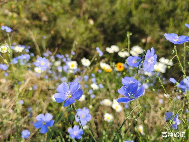 石家庄|石家庄这座湿地公园有多美?摄影师告诉你:看图就知道了