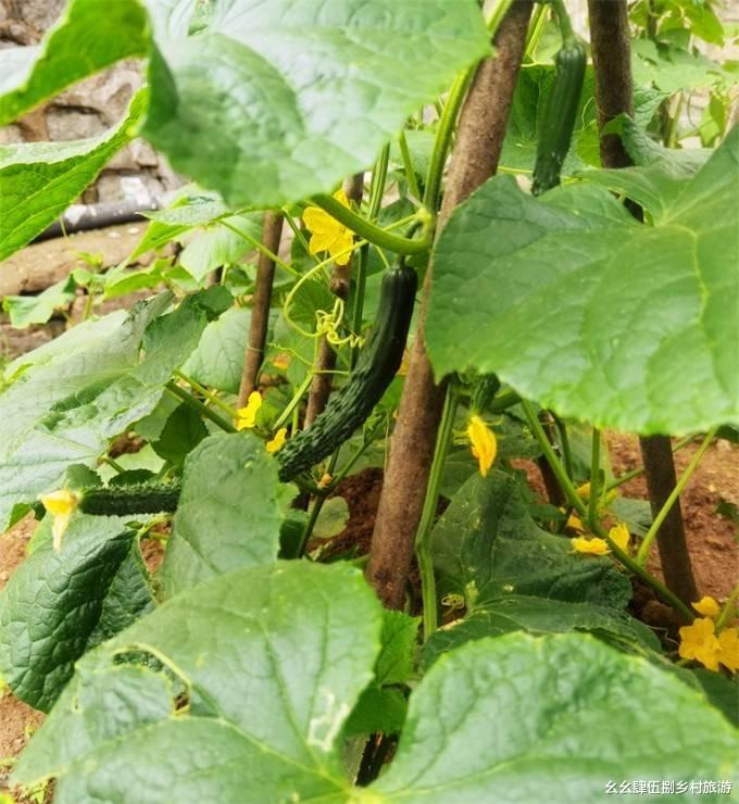 幽谷神潭|北京怀柔幽谷神潭家圣乐农家院,10年老店,住宿含三餐仅需150