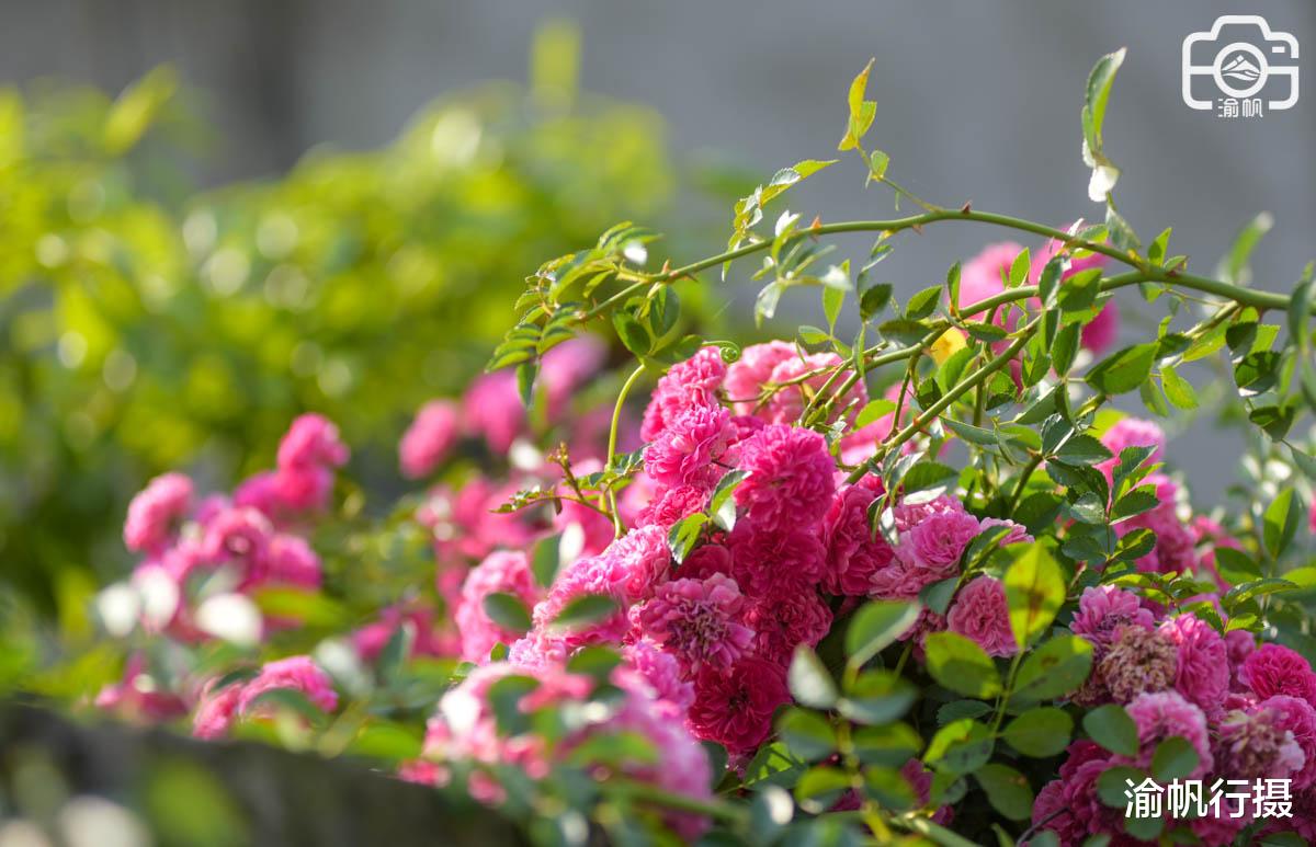 鲜花|重庆潼南最美农家院，鲜花满院墙，楼顶是花园，或成小众网红景点