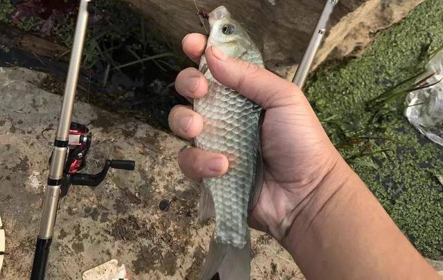 鲫鱼|冬天钓鲫鱼，“路滑”钓法帮大忙，钓远明显口好太多了