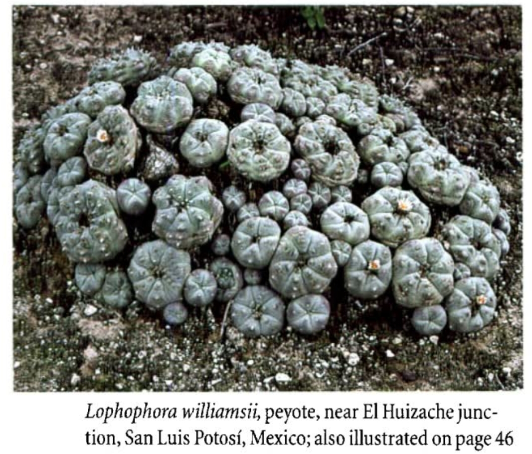 仙人掌科 第2季 仙人掌科与其他植物