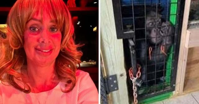 被伪造死亡囚禁,又被间谍解救重见阳光!“明星”黑猩猩的魔幻一生