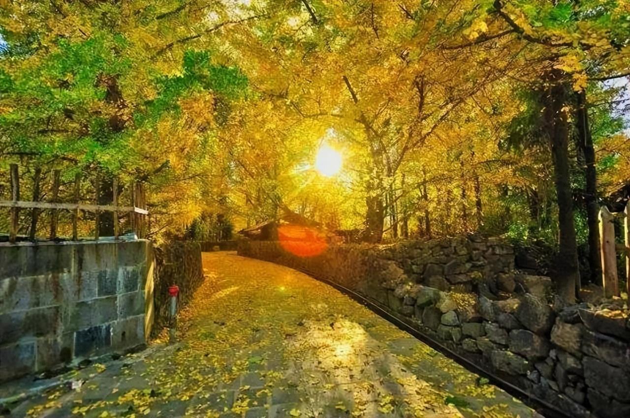 旅行社|这个秋天,你不能错过腾冲银杏村