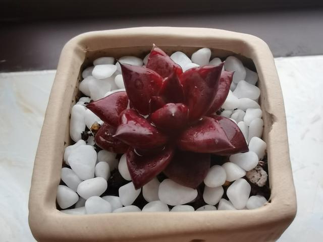 如果给多肉用铺面石,记得简单清洗一下,不板结更透气