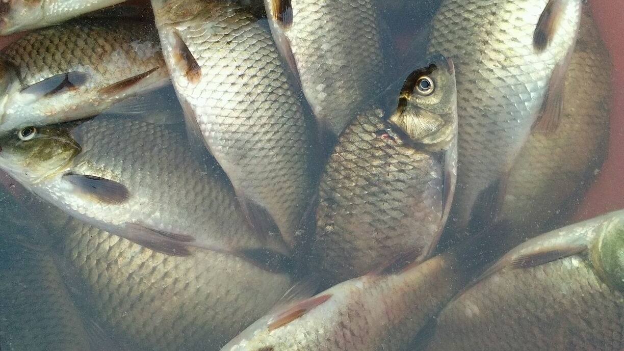 |钓鱼到底先打窝还是先抛竿？