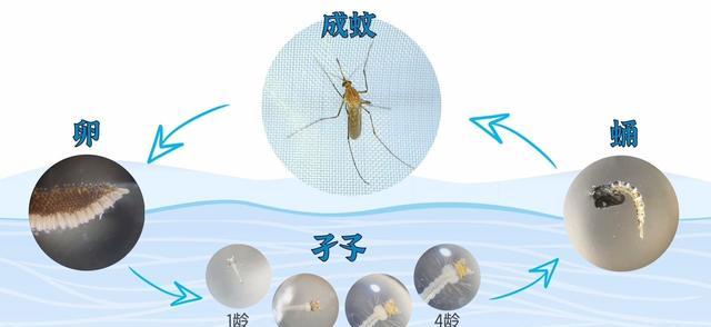 蚊子在地球上到底有什么用?要是全部灭绝,会有什么严重后果?
