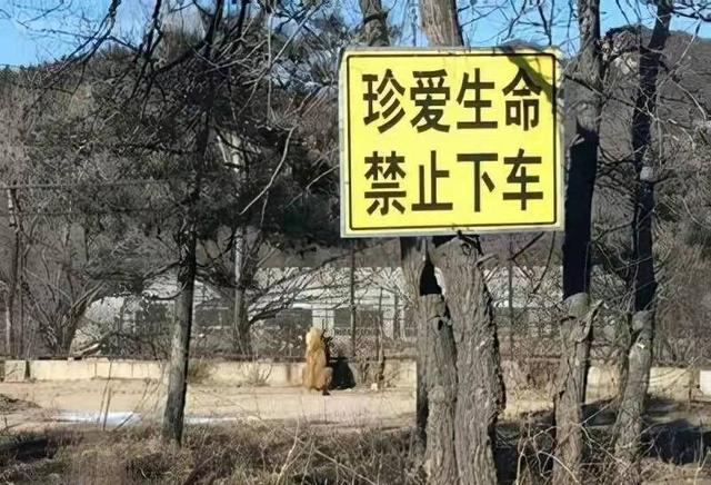 轰动一时的八达岭老虎咬人案:幸存者索赔百万失败,因毁容无工作