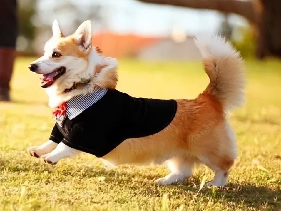 北漂女孩顾萌的两只柯基犬绊倒了晨练的徐女士,造成她终生高位截瘫,徐女士索赔260万元。