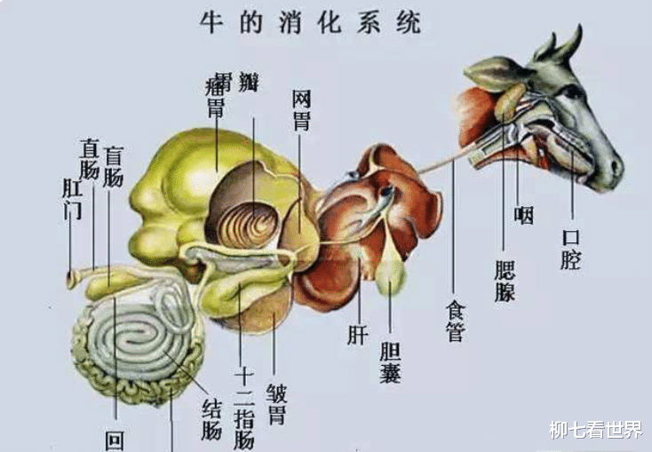 什么动物已经无法再进化了?国宝大熊猫是其中一种