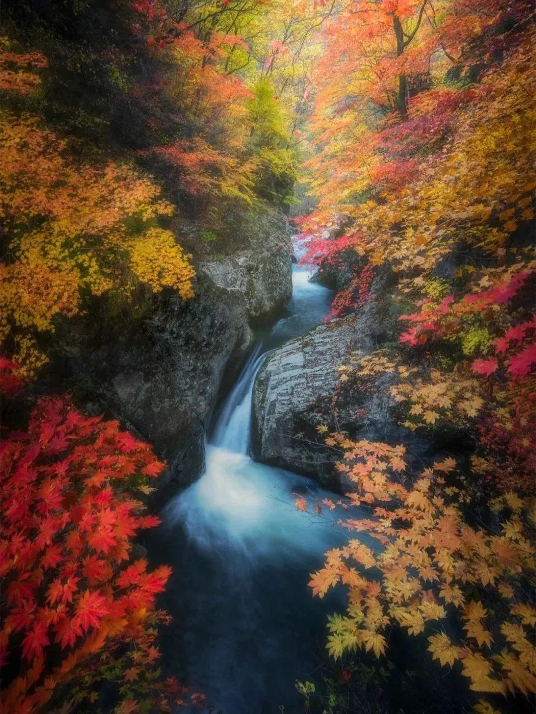 腾冲|再不“枫”狂就下架了！你和这个秋天还差一片红色的距离