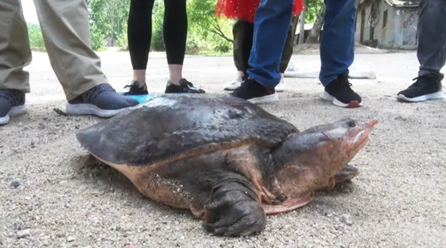 华山|佛罗里达鳖在中国多省出现,黄河或已“失守”?会泛滥成灾吗?