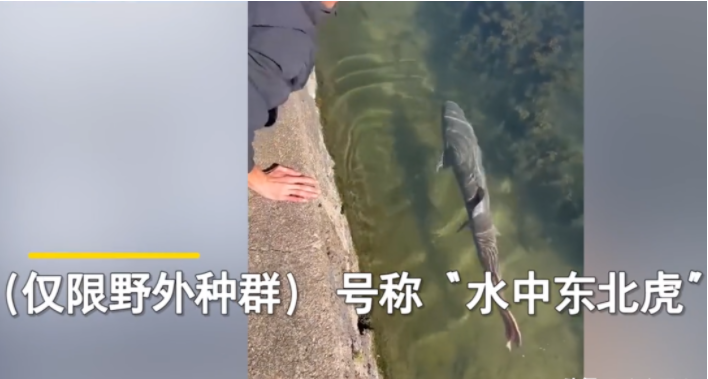 一名男子正在河边闲逛,发现河里有一条黑色大鱼,好奇地上网一查