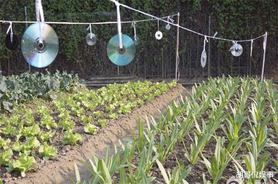 紫霞仙子|山清水秀云中人家，“紫霞仙子”过上向往的生活，幸福真的很简单