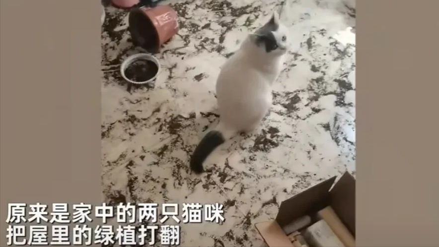 女子隔离7天2只猫独自在家拆家 网友:低血压一下子就被治好了