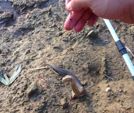 水库|钓鱼新玩法,水库连续遭殃,3天可钓空一个水库,这到底是啥?