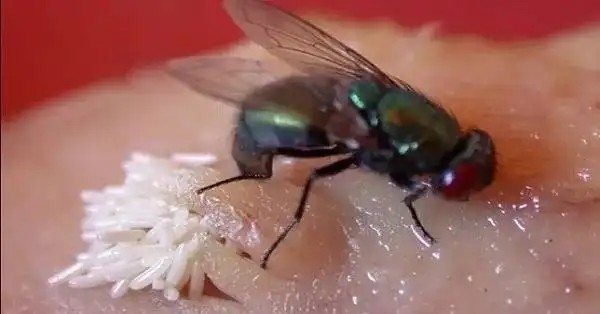 熟悉而又令人厌恶的昆虫——苍蝇