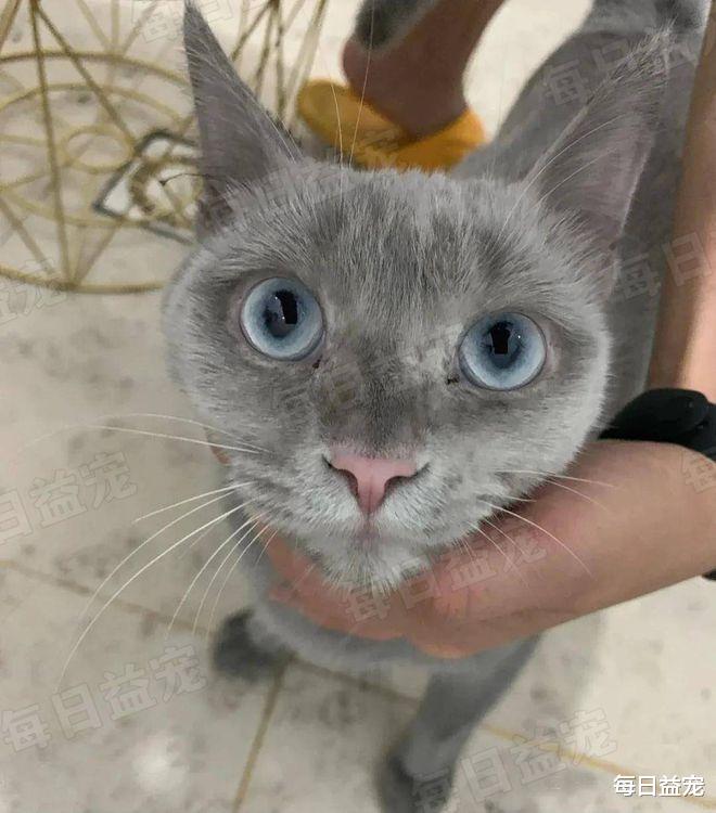 因世界杯爆火的足球猫，长得太球里球气了！网友质疑主人染色