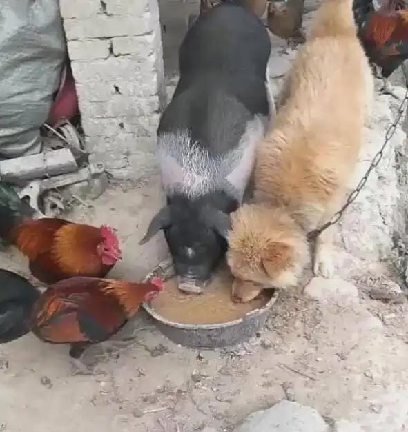 老话说的“鸡不过六、犬不过八”有没有科学依据?