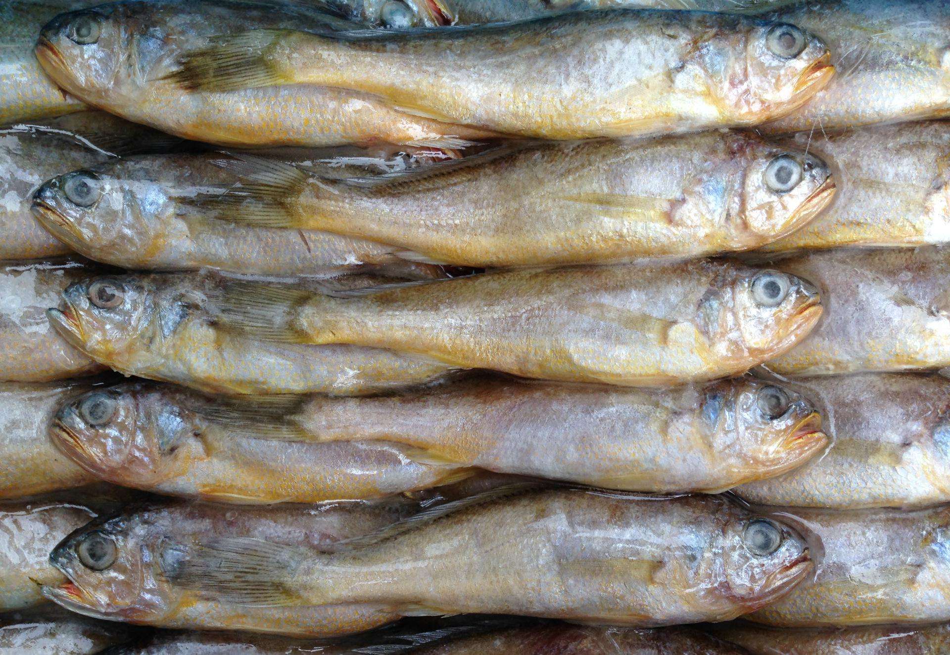 冬季去市场上买鱼，这4种看着不起眼，但都纯野生，人工无法养殖
