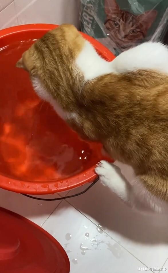 一只爱玩水的猫，特像搞笑熊孩子