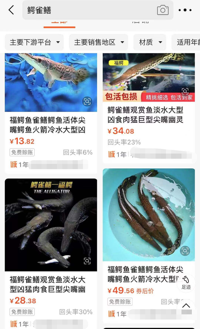 汝州“怪鱼”被抓获,网友招呼“起锅烧油”,鳄雀鳝能吃吗?