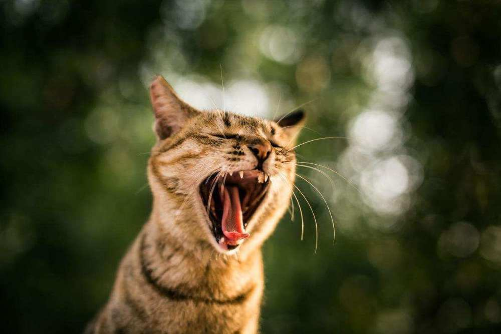 雄性猫为什么要长倒刺,在繁衍时刮伤雌性?这倒刺可不简单