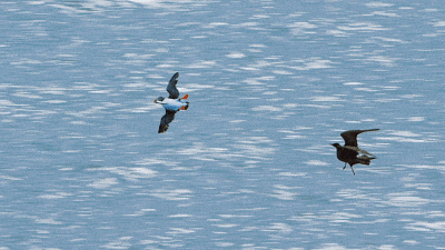 高手们|观察这4种动物的反常举动，预知鱼情好坏，钓鱼高手们都在用