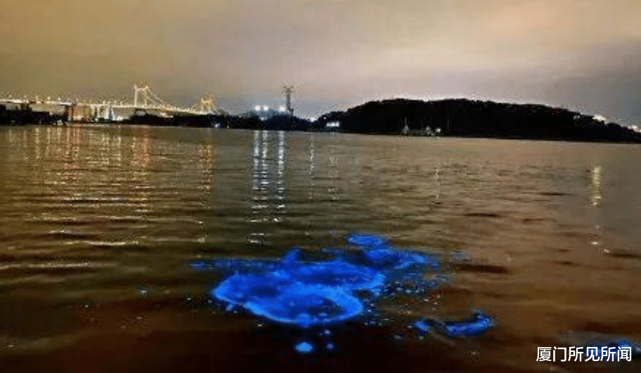 蓝眼泪|当“蓝眼泪”奇观遇上情人节，厦门原来是如此浪漫的一座城市