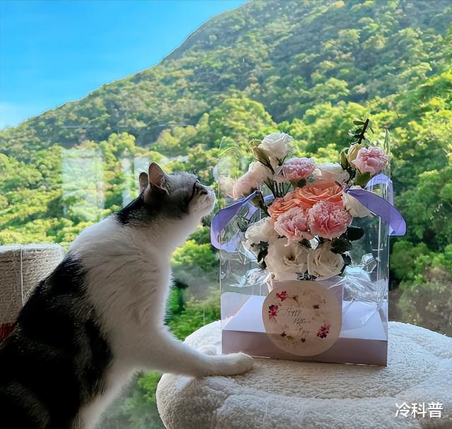 梁洛施|梁洛施在游艇上过节，疑似和李泽楷旧情复燃？三个儿子是她的骄傲