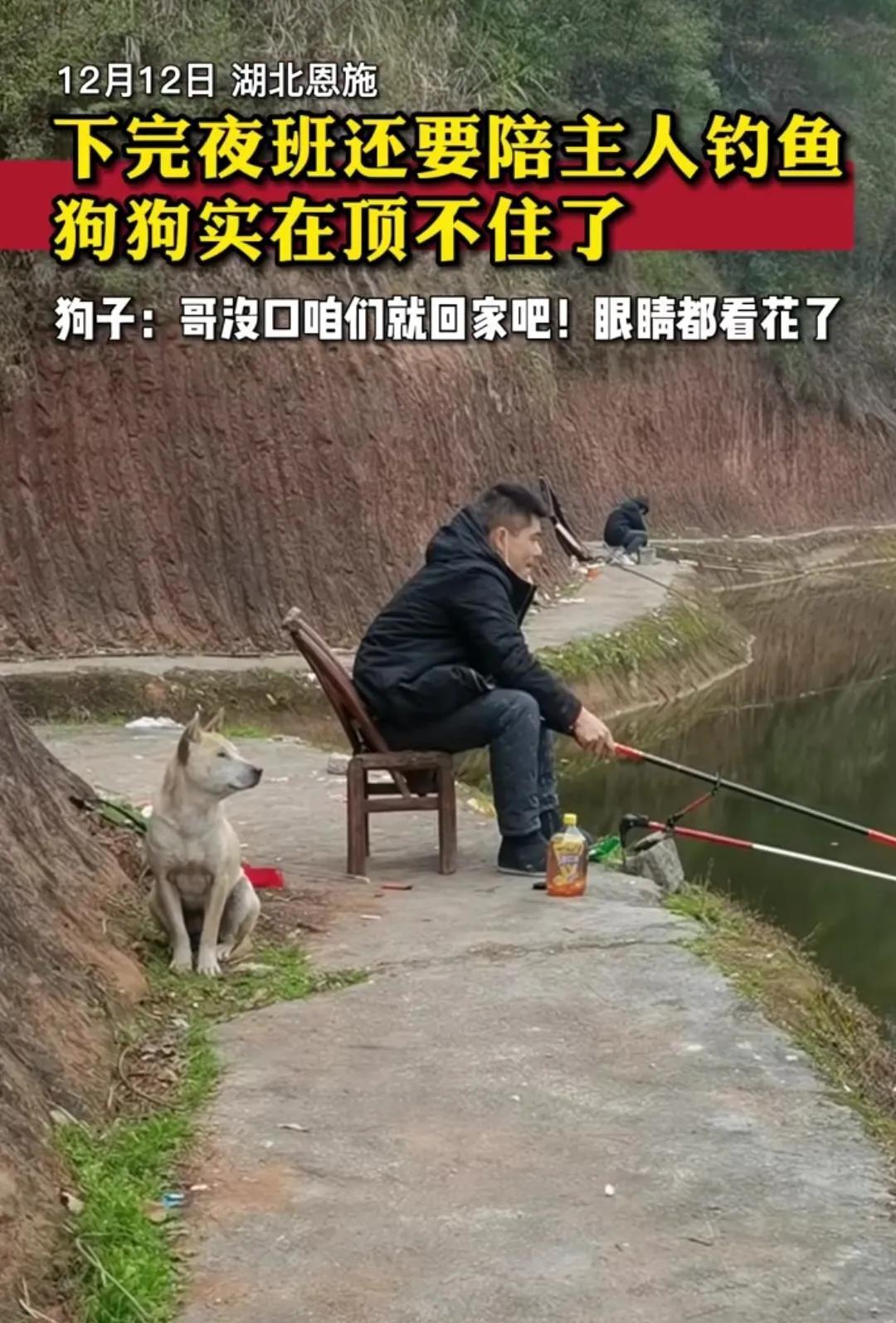下完夜班还要陪主人钓鱼，狗狗实在顶不住了