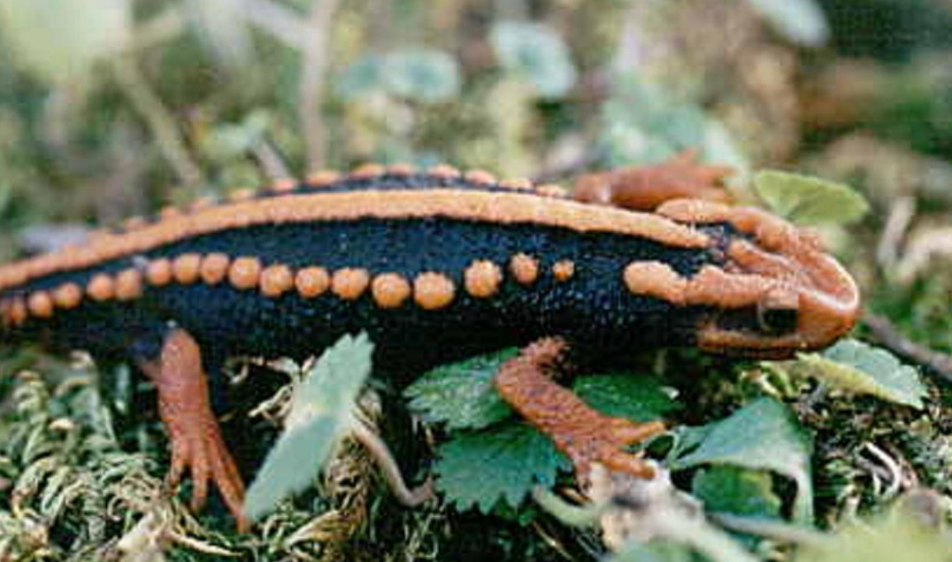 墨脱|神圣又神秘的地方，西藏的墨脱是怎样一个地方？