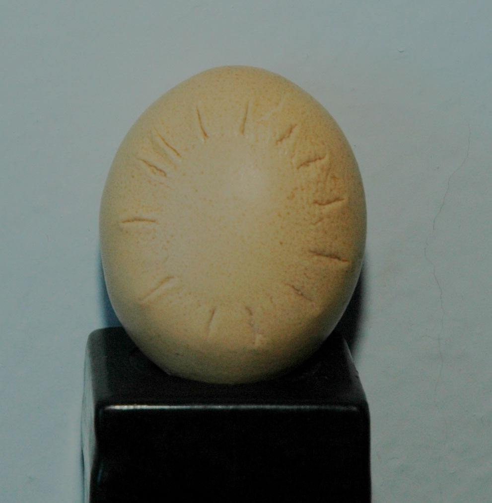 哈雷慧星蛋是怎么出现的