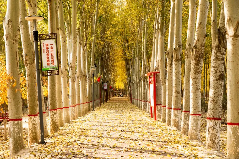 银川|银川往事（二） |  西国