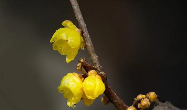 怎么拍好腊梅的照片?摄影师给你“打个样”,对照例图边看边学