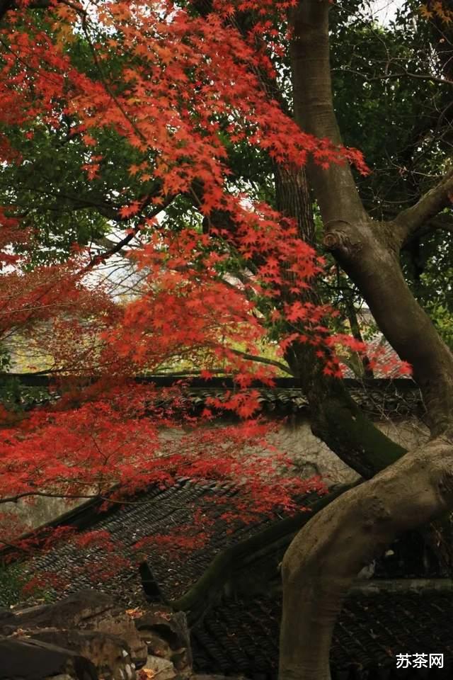 乡村旅游|这些园林，承包了苏州秋冬一半的美