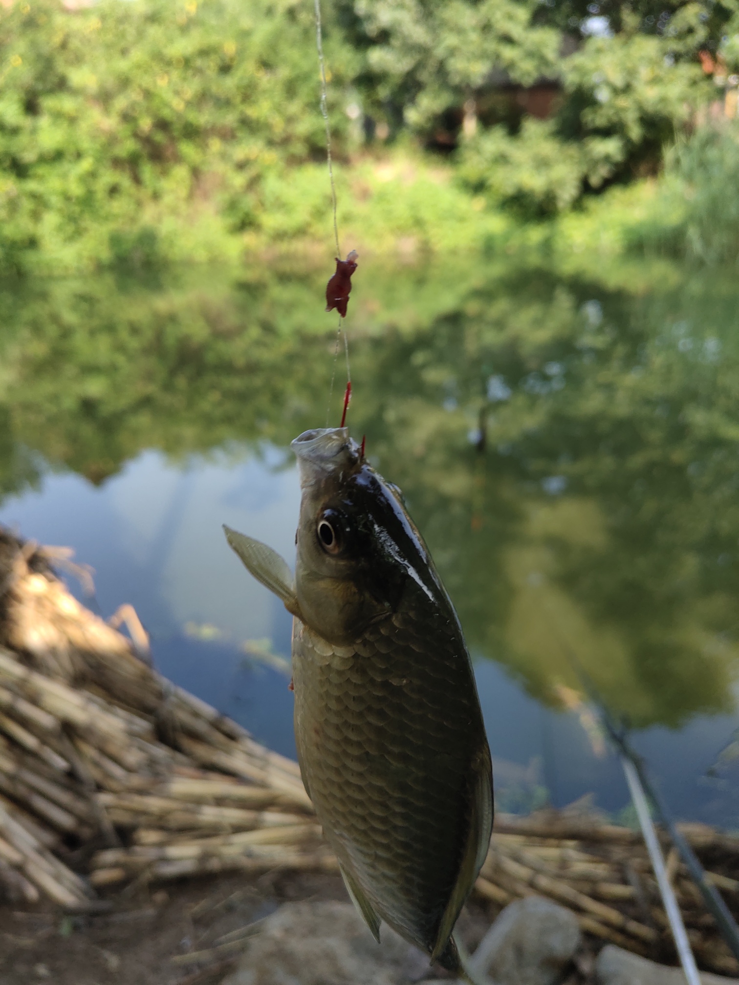 |昨天晚上的大雨让附近的内河涨水不少, 水的颜色也从之前的青色变成了黑色