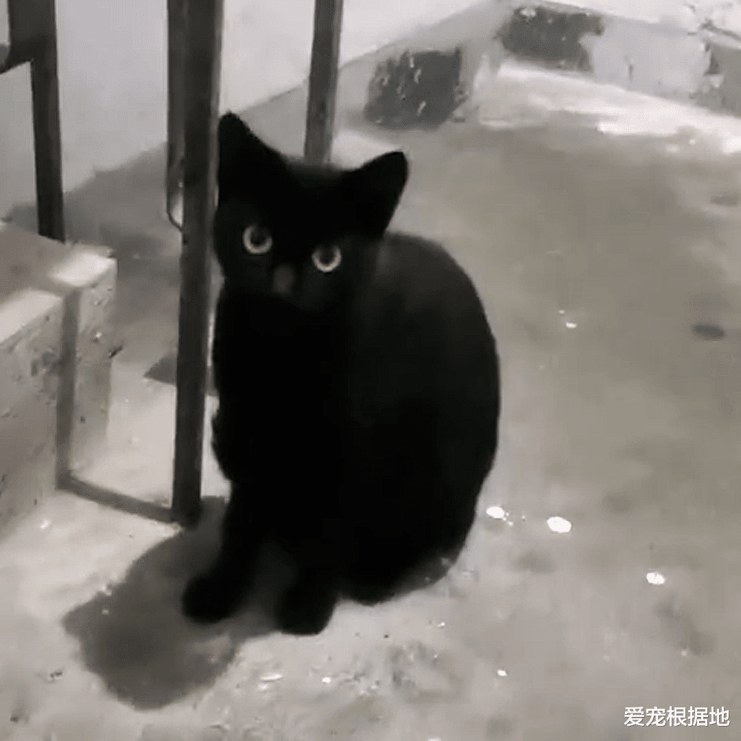 那只自己钻进猫包，被宠物猫驱赶也不离开的流浪猫，终于有家了