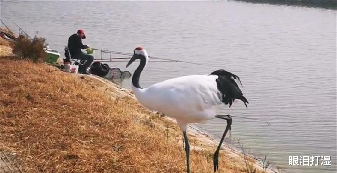 丹顶鹤|男子钓鱼偶遇丹顶鹤“蹭饭”,吃鱼前还知道洗一洗真是太聪明了