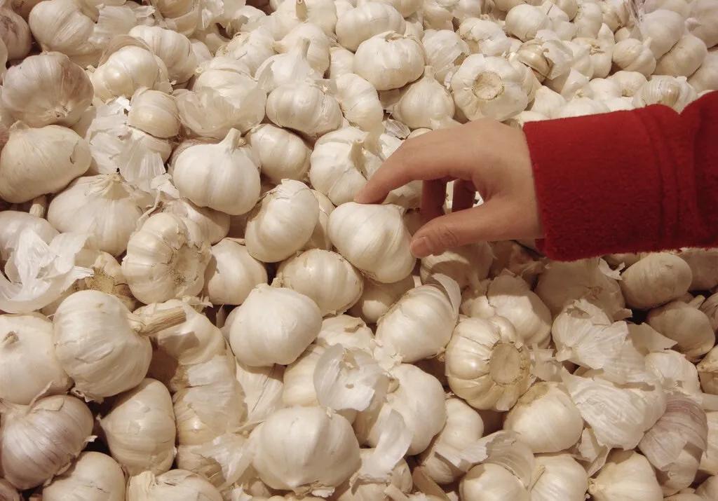 为何大蒜在超市里不发芽，买回家放几天就发芽？原来有这么多门道