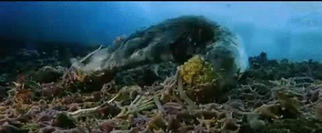 7种极罕见的动物,一种在中国发现,还有一种价值高达160万